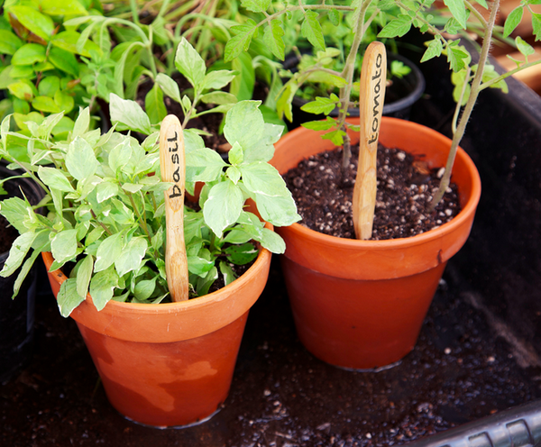 Reusing Brush with Bamboo toothbrushes as seedling markers.