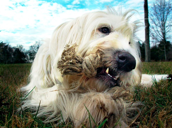 Hemp Rope Dog Chew Toys, by earthdog