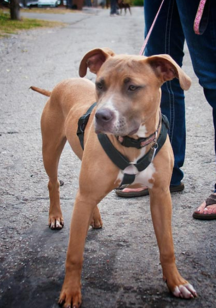 Hemp Dog Harness