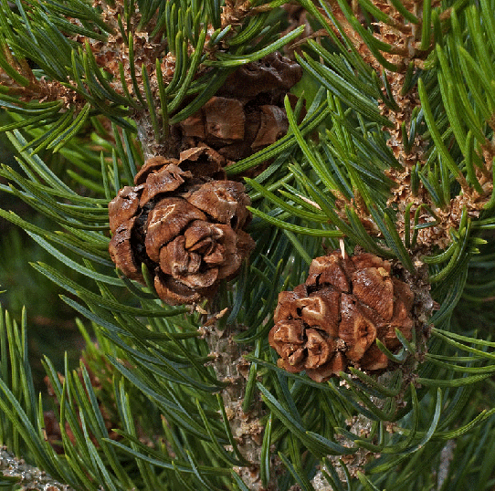 Pinon Pine Tree Growing Kit