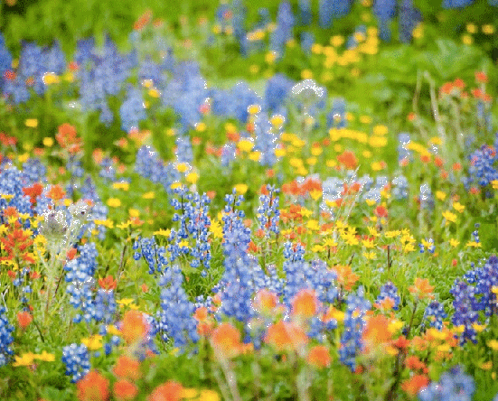 Wildflowers Growing Kit