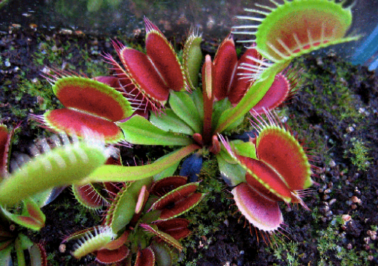Venus Fly Trap Grow Kit