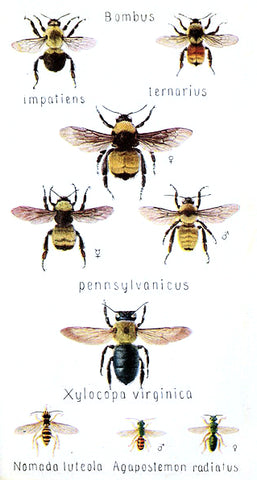 Bee T-Shirt with Illustrations of 9 Species and Names - Men - 100% Organic Cotton