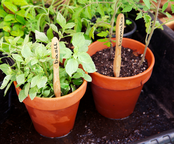 Reusing Brush with Bamboo toothbrushes as seedling markers. 