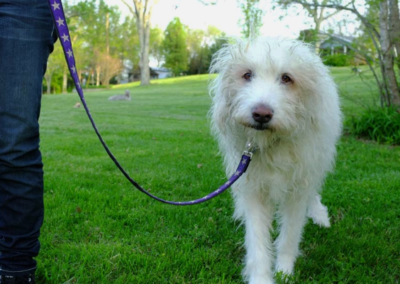 Kody III Blue Hemp Dog Leash with White Stars, earthdog | Upland Road