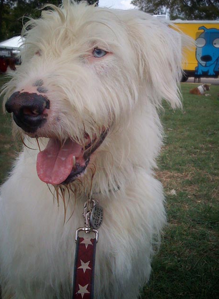 Kody II Red Hemp Decorative Dog Leash with White Stars, earthdog | Upland Road
