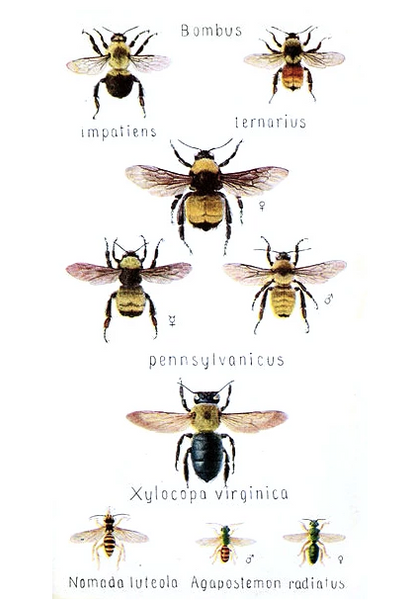 Bees Illustrations Kids Tee Shirt on Organic Cotton
